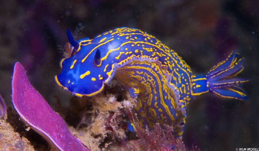 Lagos: Guided Scuba Diving Trip for Beginners - What the $135 price really covers