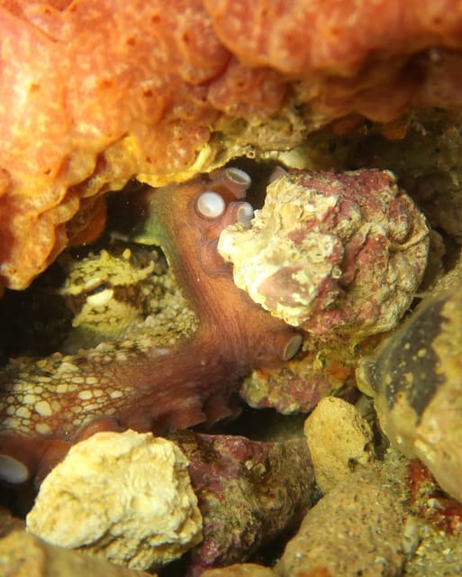 Lagos: Scuba Diving Experience for Beginners - What the Lagos scuba experience really offers
