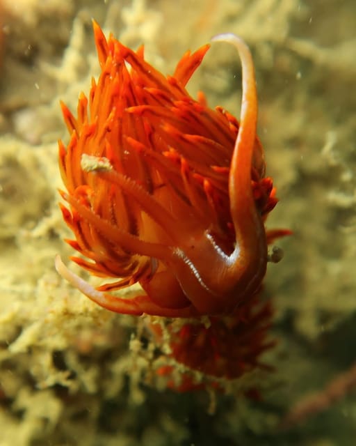 Lagos: Scuba Diving Experience for Beginners - Who will enjoy this most