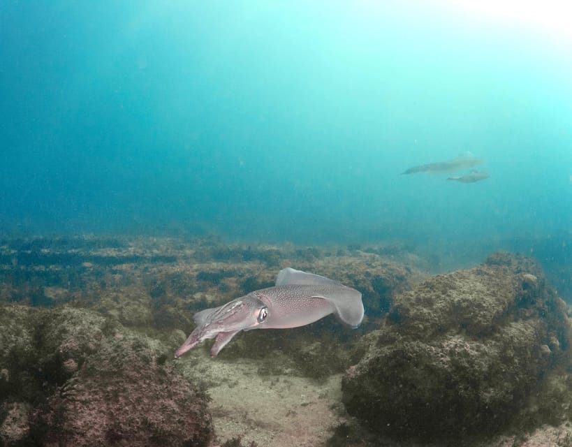 Lagos: Scuba Diving Experience for Beginners - Starting at the WeDive Lagos center