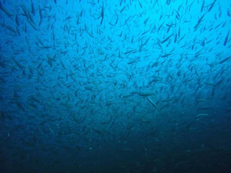 Lake Ohrid: Try Diving at the Bay of the Bones - Should you book the Bay of Bones scuba experience?