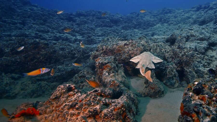 Lanzarote: 2-dive package in Playa Blanca - certified divers - Two underwater sessions around Playa Blanca