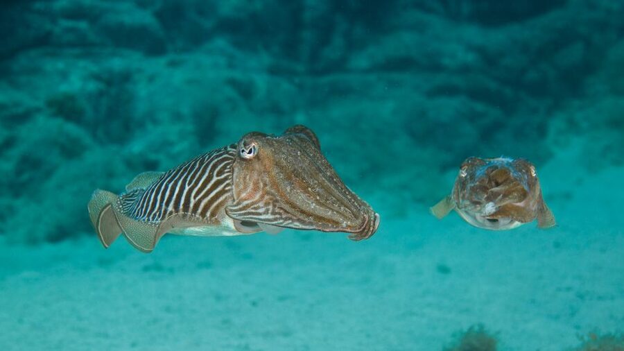Lanzarote: 2-dive package in Playa Blanca - certified divers - What the $141 price includes