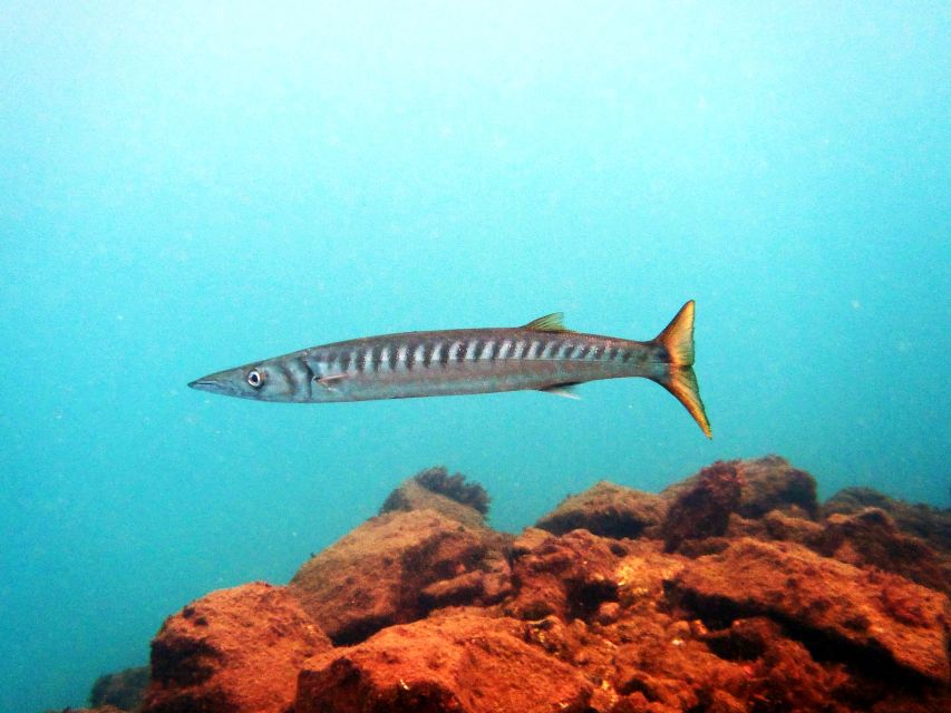 Lanzarote: 2-dive package in Playa Blanca - certified divers - The guide and safety side of the experience