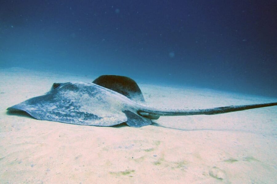 Lanzarote: 2 Guided Dives (Certified Divers Only) - Caves, Reefs, Wrecks, and Marine Life