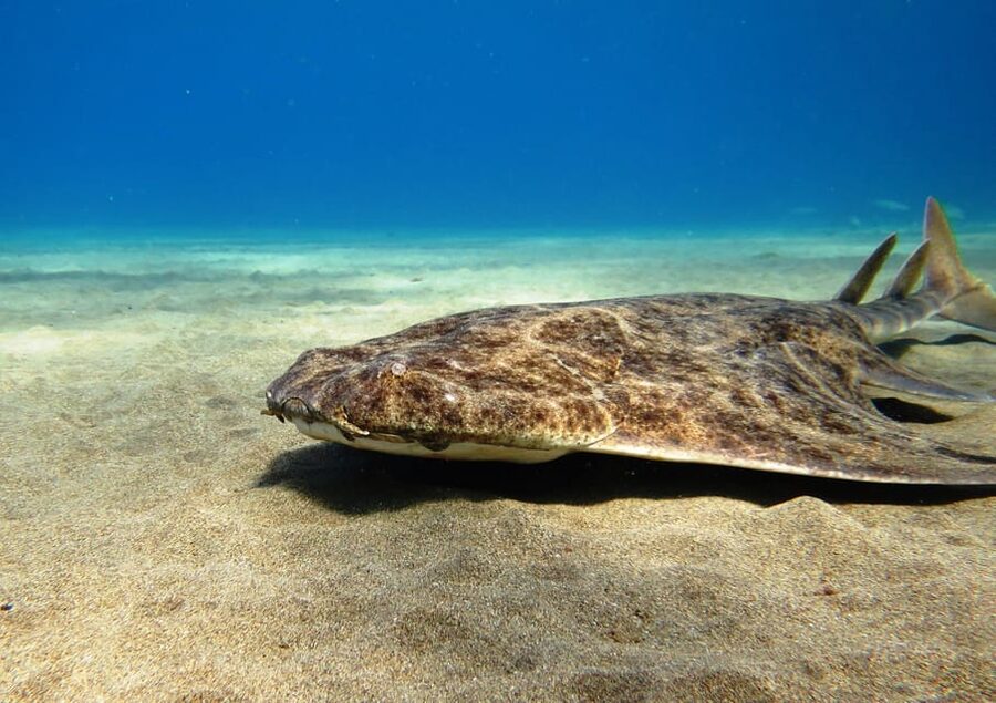 Lanzarote: 2 Guided Dives (Certified Divers Only) - What the Pickup and Van Ride Are Like