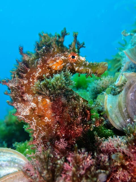 Lanzarote: 2 Guided Dives (Certified Divers Only) - The First 50-Minute Session