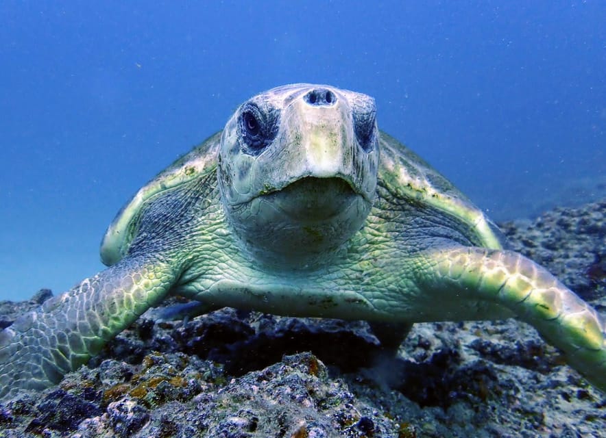 Lanzarote: 2 Guided Dives (Certified Divers Only) - The One-Hour Surface Break