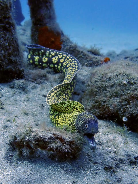 Lanzarote: 2 Guided Dives (Certified Divers Only) - The Second 50-Minute Session