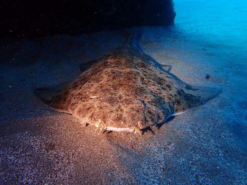 Lanzarote: 2 Guided Dives (Certified Divers Only) - Instructors, Languages, and Group Comfort