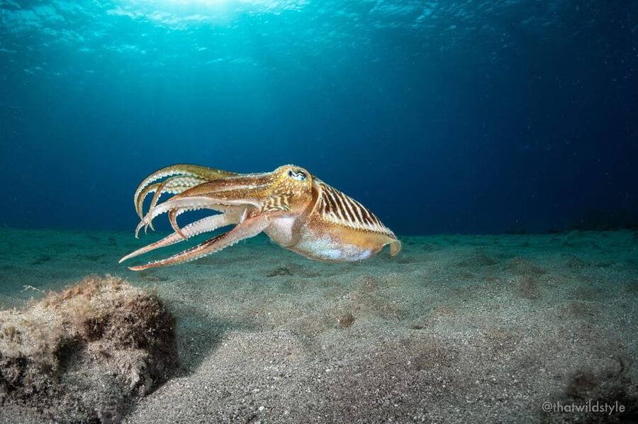 Lanzarote: 2 Guided Dives (Certified Divers Only) - A Good Fit for Certified Scuba Users