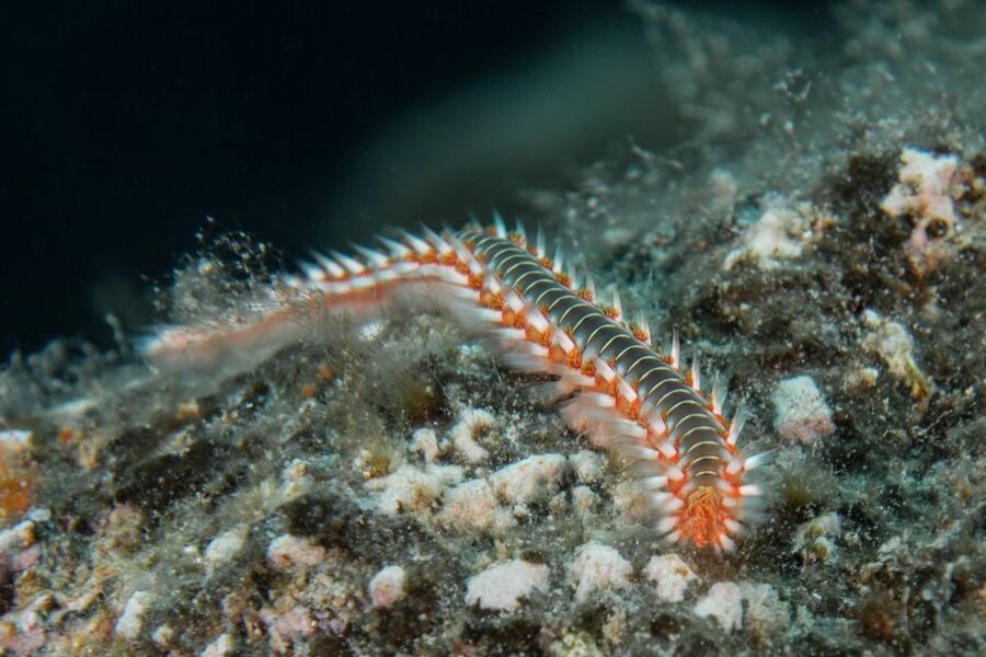 Lanzarote: Beginner Scuba Diving from the Beach - Key points to know before booking
