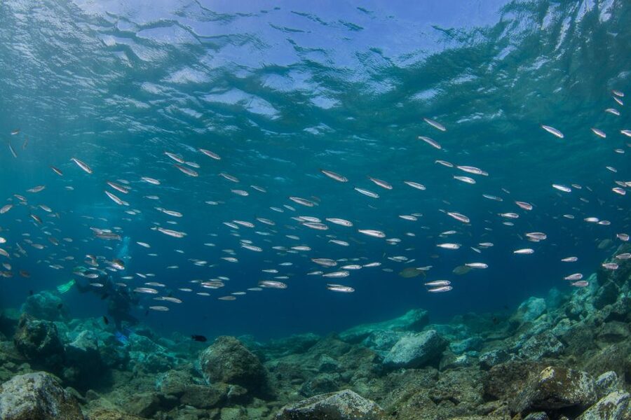 Lanzarote: Beginner Scuba Diving from the Beach - A few practical points for a smoother morning