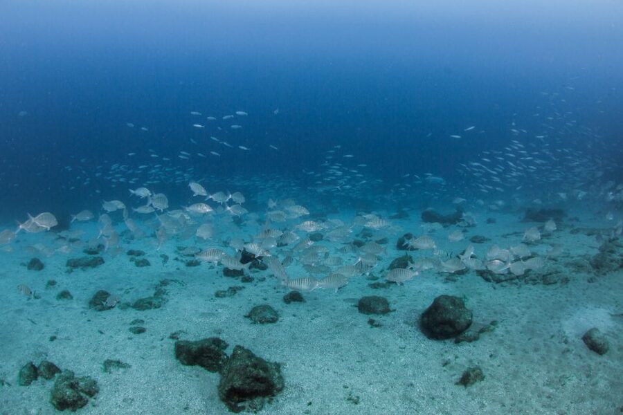 Lanzarote: Beginner Scuba Diving from the Beach - Four hours from hotel to beach