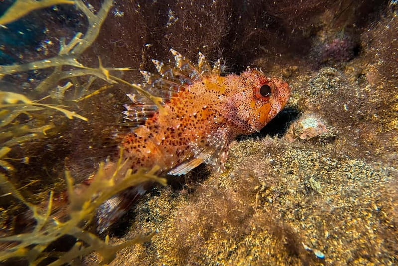 Lanzarote: Beginner Try Scuba Diving Costa Teguise (2 dives) - Who should book this experience