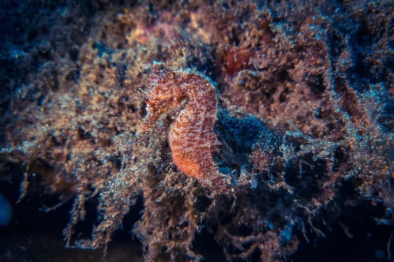 Lanzarote: Beginner Try Scuba Diving Costa Teguise (2 dives) - Why this beginner scuba experience works