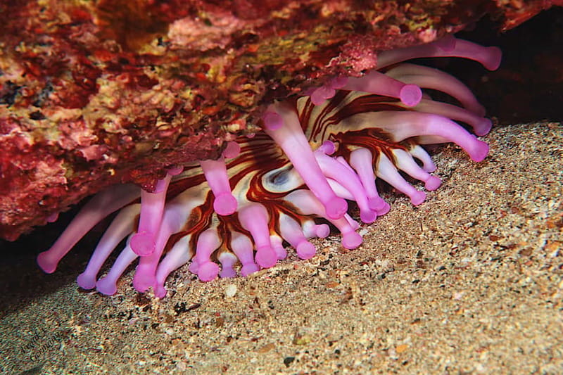 Lanzarote: Beginner Try Scuba Diving Costa Teguise (2 dives) - The 20-minute safety briefing