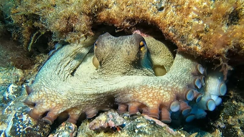Lanzarote: Beginner Try Scuba Diving Costa Teguise (2 dives) - Second session, up to 12 meters