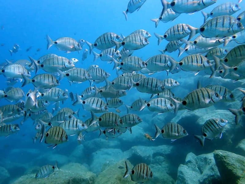 Lanzarote: Beginner Try Scuba Diving Costa Teguise (2 dives) - Small groups and the instructors