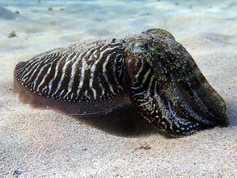 Lanzarote: Beginner Try Scuba Diving Costa Teguise (2 dives) - What the $147 price includes