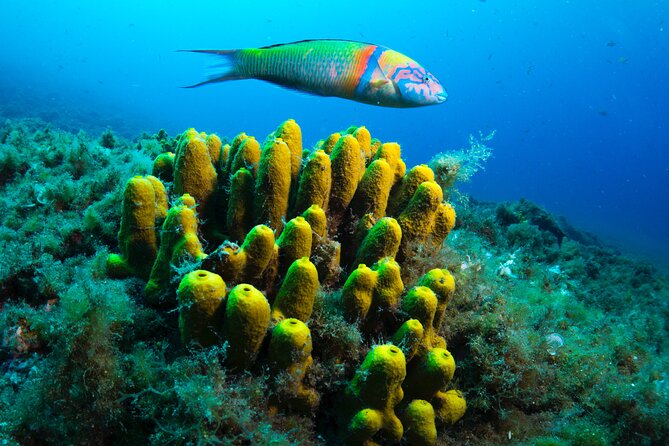 Lanzarote Introductory Scuba Diving Experience - Why Playa Chica works for a first underwater session