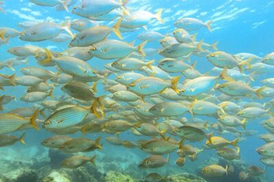 Lanzarote Introductory Scuba Diving Experience