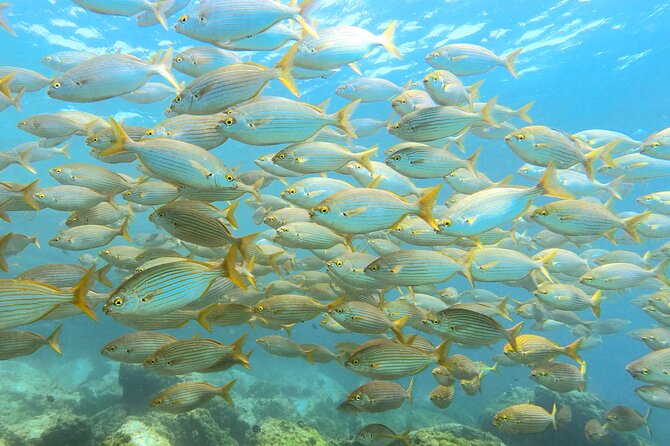 A shoal of golden fish over a volcanic reef