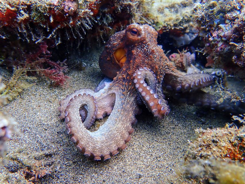 Lanzarote: Scuba Diving for Beginners - 1 Dive - What to bring and how to plan your day