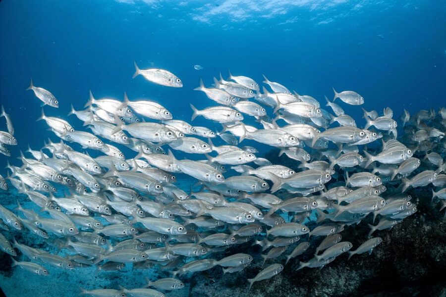 Lanzarote: Scuba Diving for Beginners with 2 Dives - The 30-minute briefing makes the difference