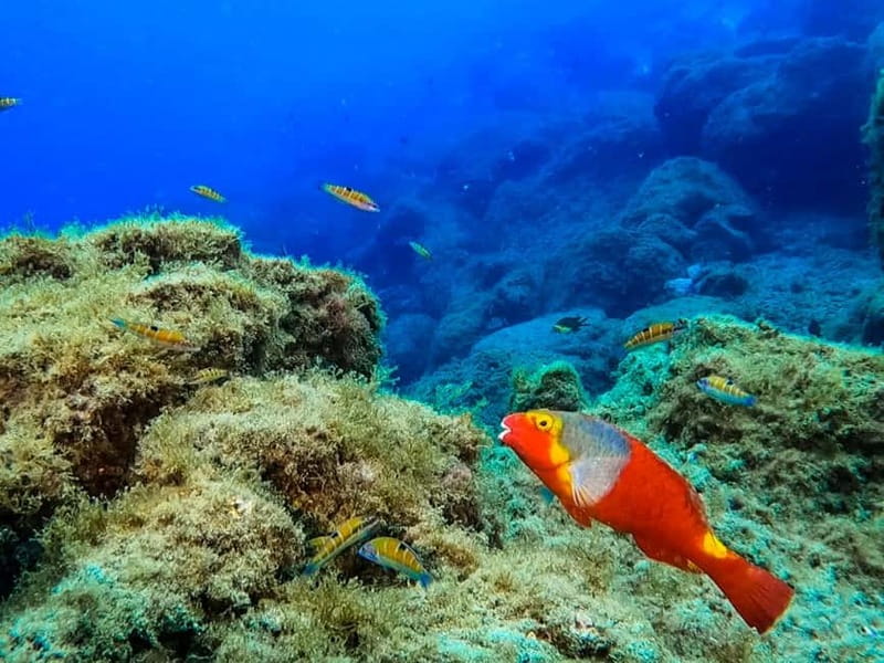 Lanzarote: Small-Group Discover Scuba Diving Costa Teguise - Why the group size matters