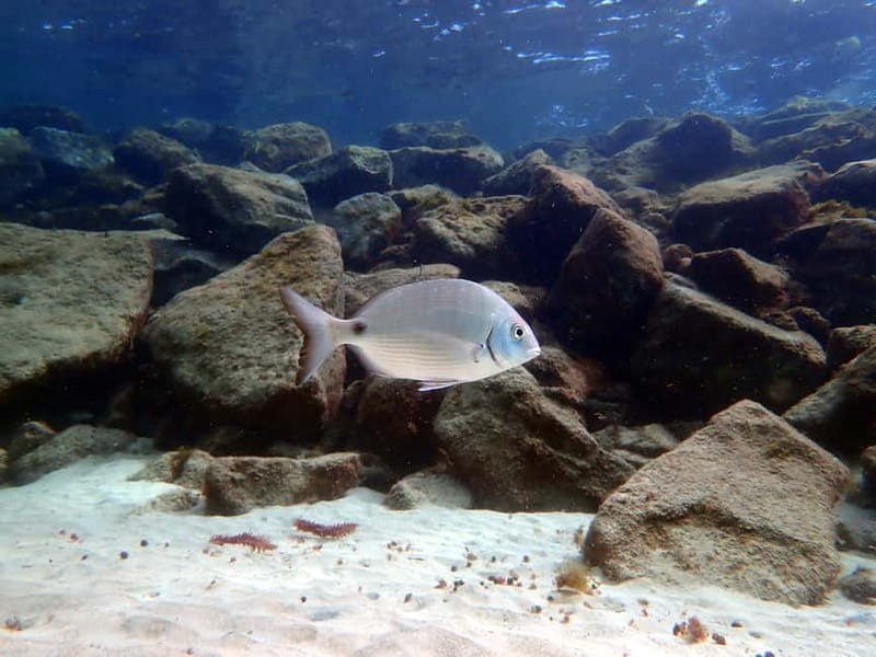 Lanzarote: Small-Group Discover Scuba Diving Costa Teguise - Who should book this experience