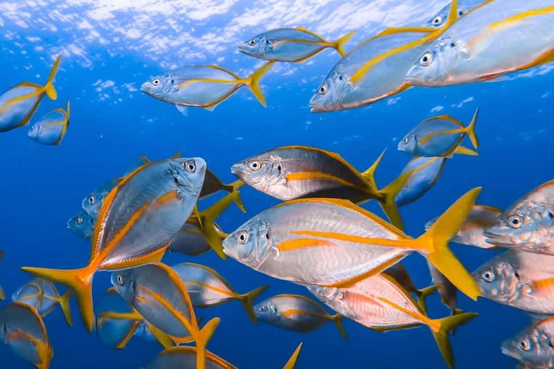 Lanzarote: Small-Group Discover Scuba Diving Costa Teguise - What you may see below the surface