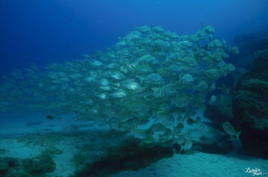 Lanzarote: Try Scuba Diving Experience - Key points for your Lanzarote session