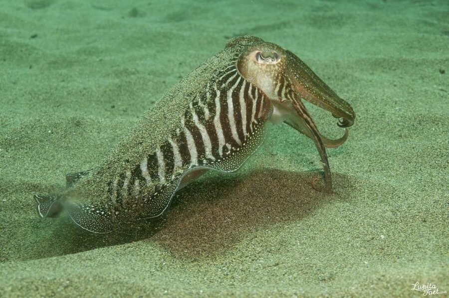 Lanzarote: Try Scuba Diving Experience - Meeting the professional team