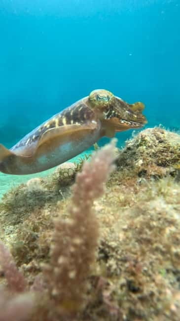 Lanzarote Your First Scuba Diving Experience - Families and children