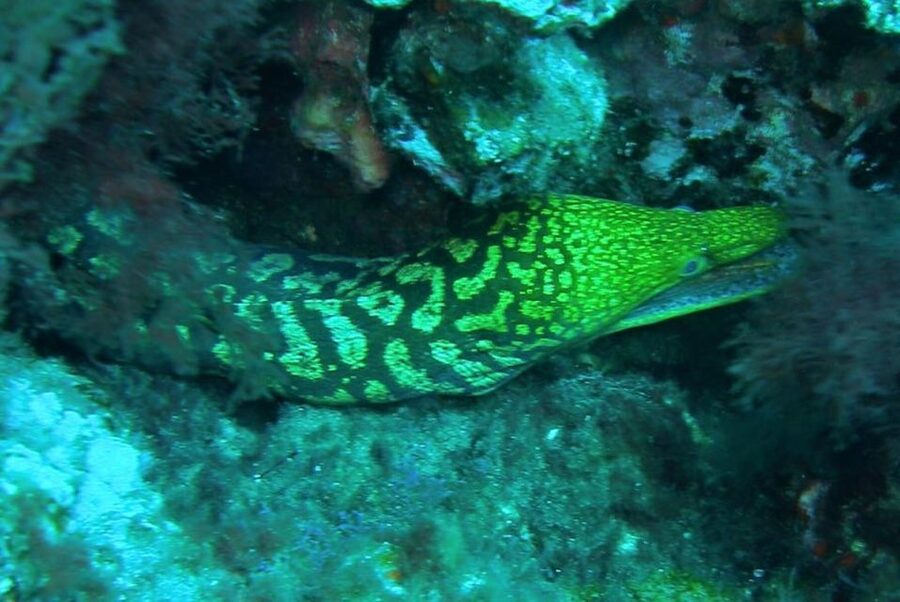 Las Canteras Scuba Diving - Learning scuba skills beside Las Canteras