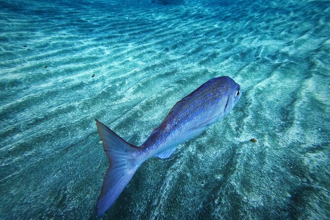 Learn Scuba Diving in Tenerife with Photos Included - Why the included photos matter