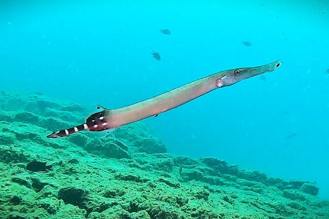 Learn Scuba Diving in Tenerife with Photos Included - Pickup, meeting point, and the two-day schedule