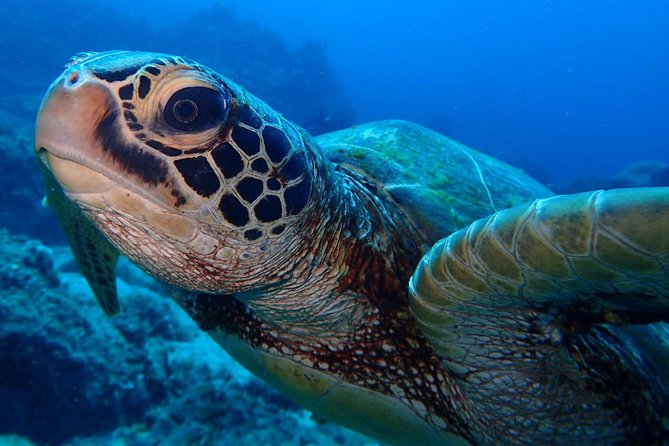 Learn to dive in 2 days Scuba Diver course - What the $374.44 price gets you