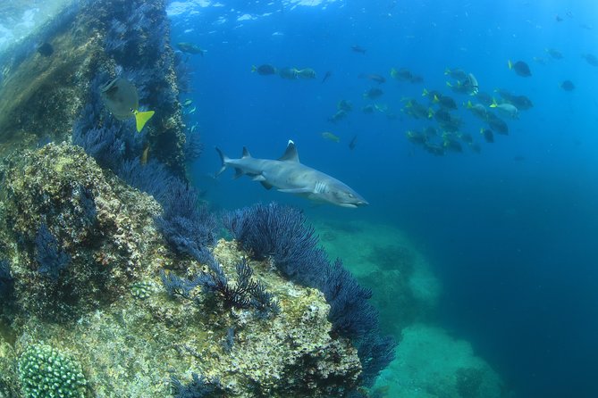 Learn to Scuba Dive in Cabo San Lucas with PADI - How much the experience really costs