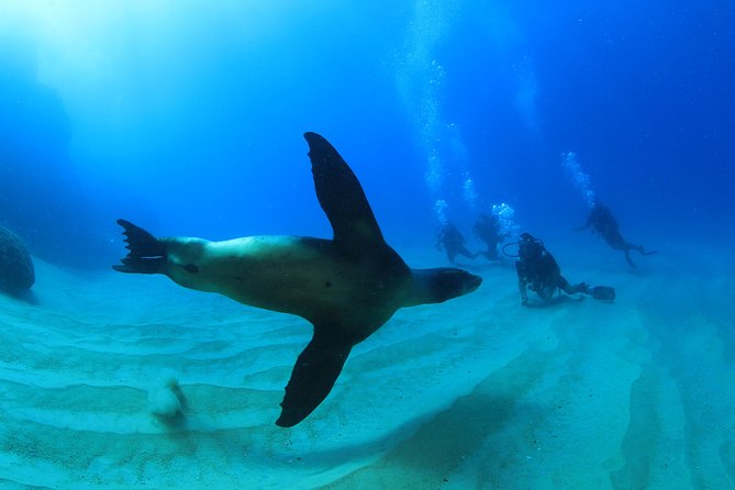 Learn to Scuba Dive in Cabo San Lucas with PADI - What to bring and what to expect at check-in