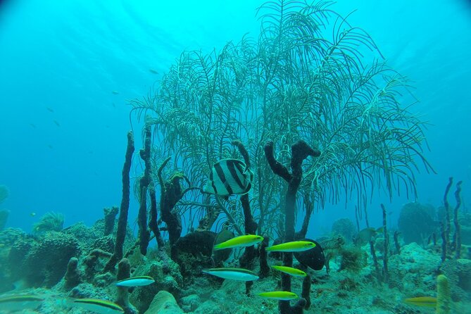 Learn to Scuba Dive in Punta Cana - Who should choose this experience