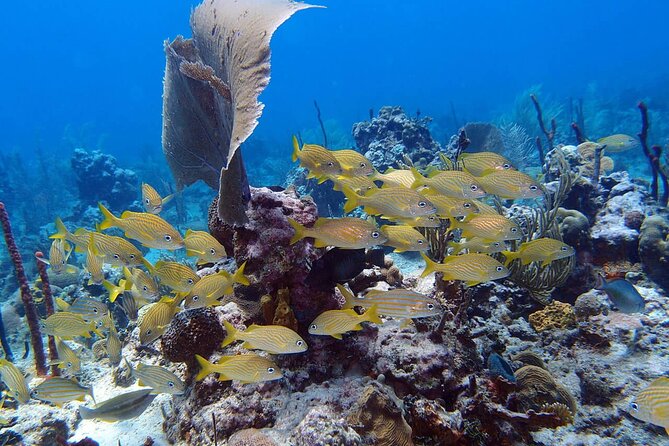 Learn to Scuba Dive in Punta Cana - Swimming over the Caribbean coral reef