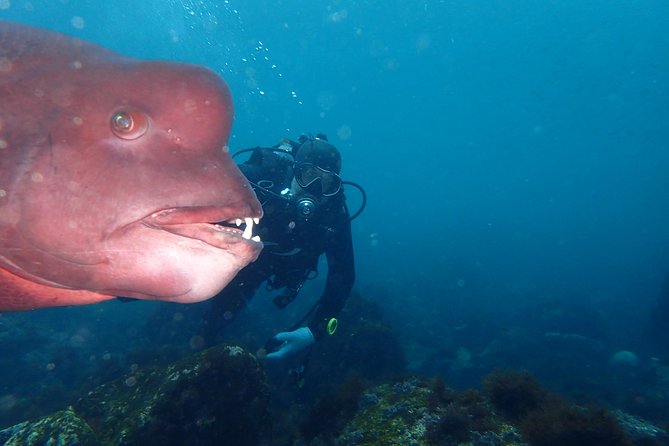 Let's enjoy Scuba diving in Izu Peninsula for certificate Diver - Key points for your Izu scuba day