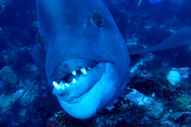 Let's enjoy Scuba diving in Izu Peninsula for certificate Diver - Is $457 good value?