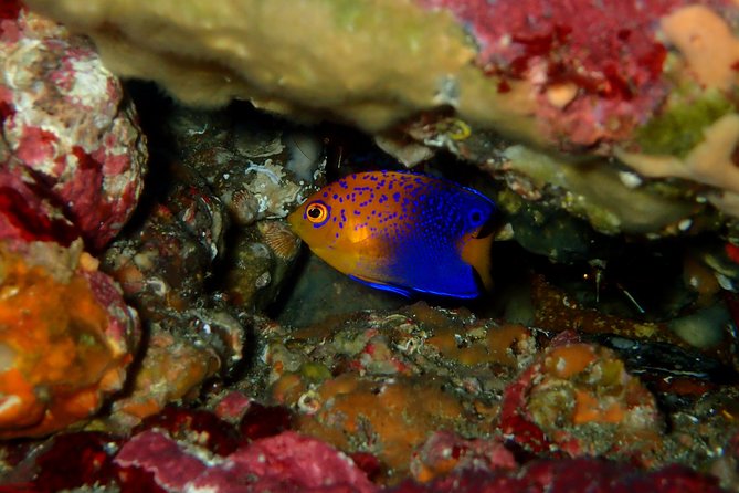 Let's enjoy Scuba diving in Izu Peninsula for certificate Diver - Weather, changes, and cancellation rules