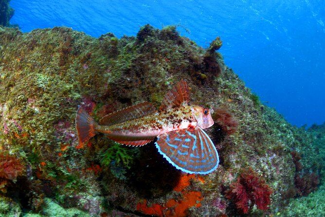 Lisbon Eco-Try Dive - Diving Baptism - Why the instructor ratio matters