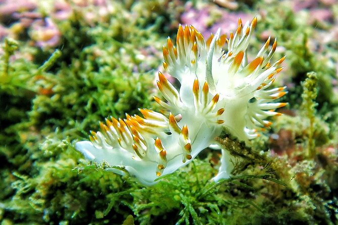 Lisbon Eco-Try Dive - Diving Baptism - How the experience feels as a complete day