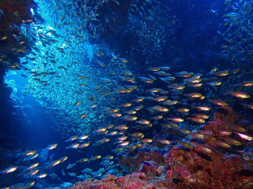 Lisbon: Try Dive in Arrábida Marine Reserve Setubal Sesimbra - Who should book this experience