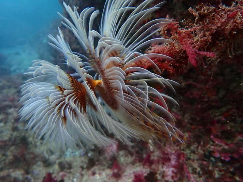 Lisbon: Try Scuba Diving in Arrábida Marine Reserve w/photos - Why this Arrábida experience works for first-time scuba guests